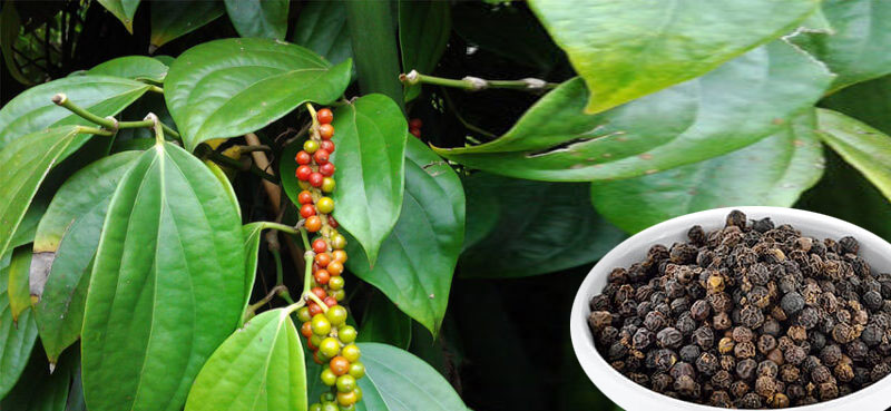 Kerala pepper