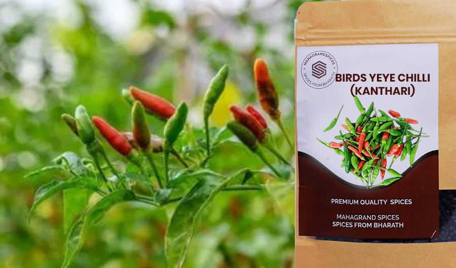 Buy organic Burds eye Chilli; Kanthari Chilli ; Kerala Kanthari ; Keralaspices