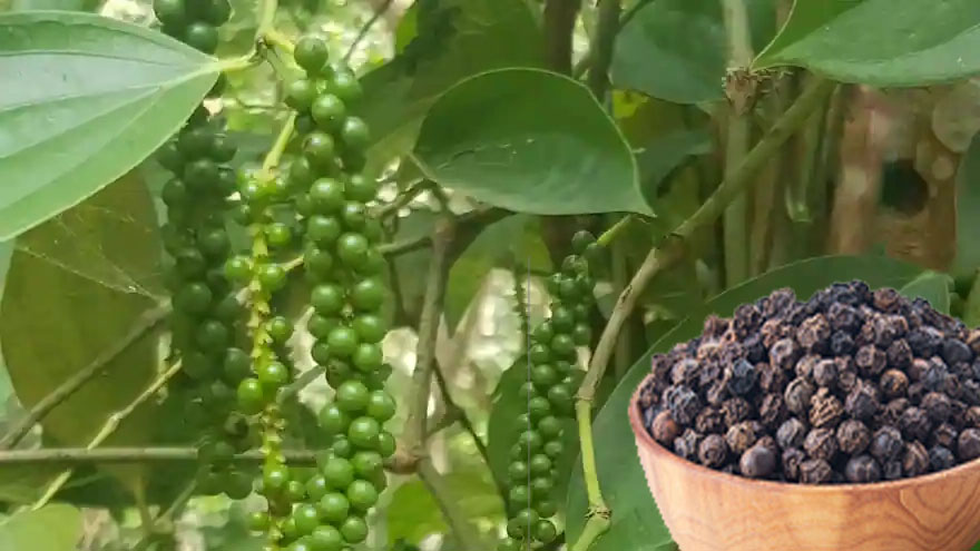 blakc-pepper-garblesungarbled ; buy black pepper online
