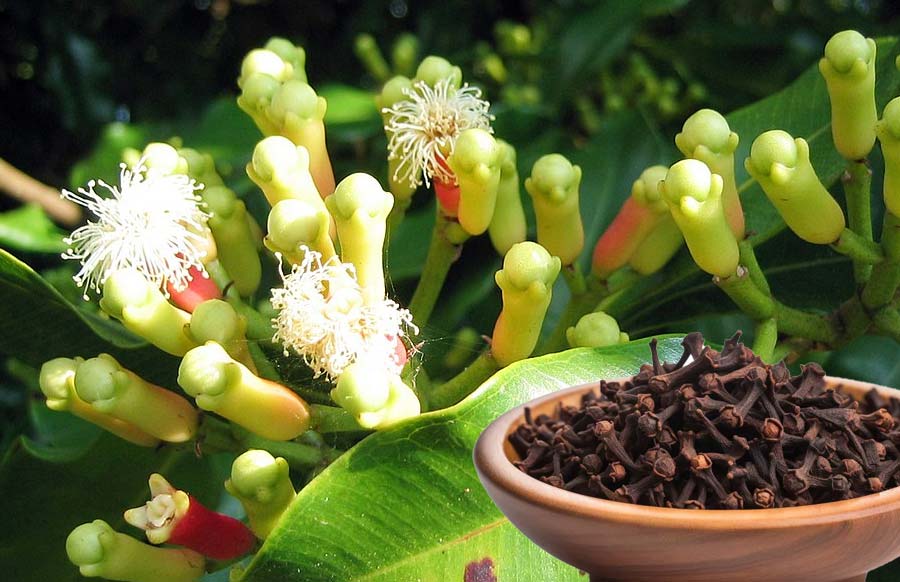 Buy Munnar clove - Kerala Spices