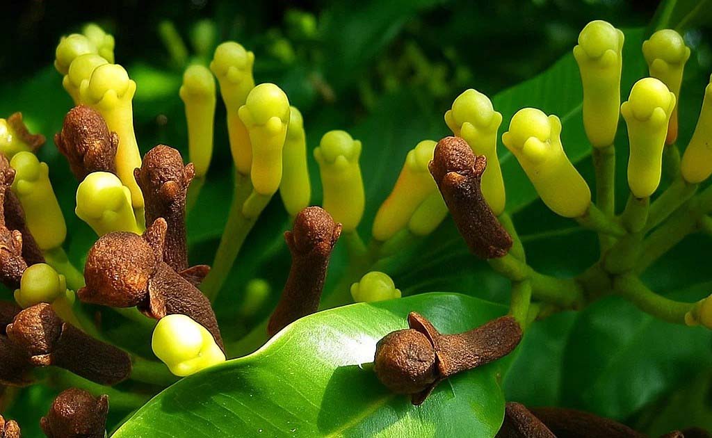 Premium quality Kerala Buy Clove onlline- spice