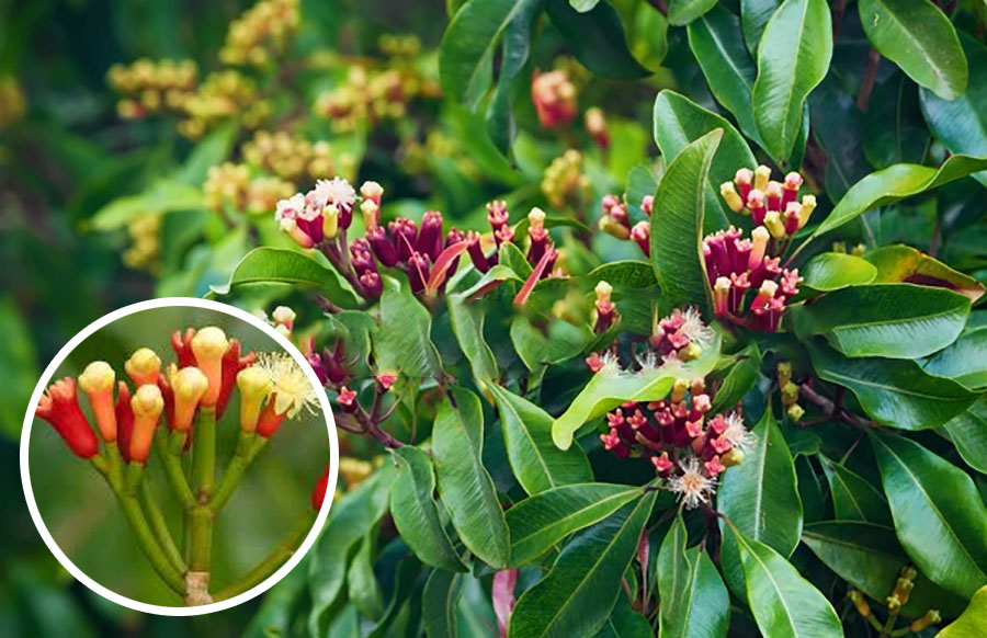 premium quality Whole Clove - Uses of Clove in Home Remed