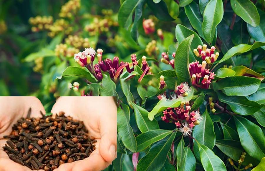 premium quality Whole Clove - Authentic Keralaspicesonine
