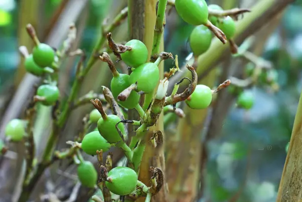 Winter-season special Spices-That-Boost-Warmth-and-Immunity-22